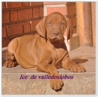 camada de vizsla braco hungaro - mejor precio | unprecio.es