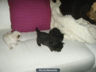 CRIAS GATITOS RAGDOLL - mejor precio | unprecio.es