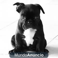 Gratis 3 cachorros bulldog frances 2 machos y 1 hembra