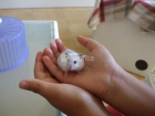 HAMSTER RUSOS - OFERTA - mejor precio | unprecio.es