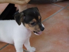 Jack Russell agradable y adorable cachorro listo para cualquier buen hogar - mejor precio | unprecio.es