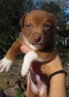 LAPIZ, cachorro tamaño mediano busca hogar - mejor precio | unprecio.es