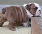 Macho Bulldog Ingles para montas con Pedrigree - mejor precio | unprecio.es