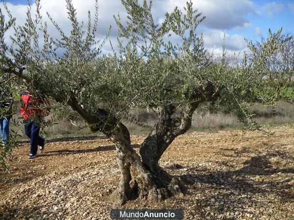 Olivos centenarios muy bonitos para jardín