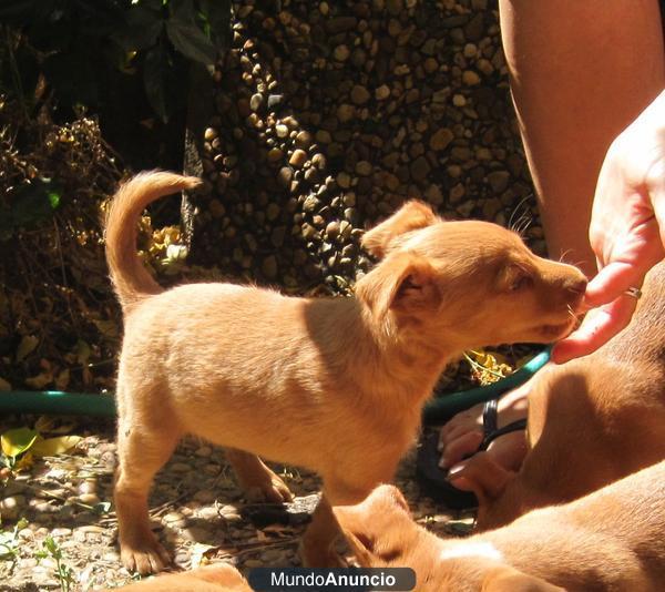 Podenco andaluz de talla chica