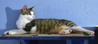 Raspu, gatito que supo ir al sitio indicado busca casa - mejor precio | unprecio.es