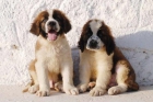 Se vende camada de San Bernardo ¡garantía veterinaria, 5 AÑOS! - mejor precio | unprecio.es