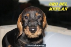 cachorro teckel pelo duro - mejor precio | unprecio.es