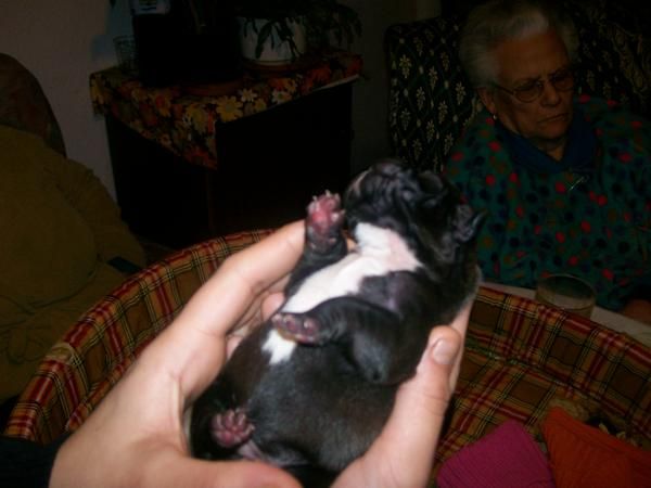 cachorros de bulldog frances