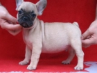 Cachorros de Bulldog frances(Particular) 130euro - mejor precio | unprecio.es