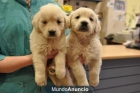 CACHORROS DE GOLDEN RETRIEVER - mejor precio | unprecio.es