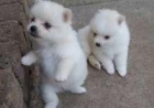 cachorros de Pomerania excepcional. - mejor precio | unprecio.es