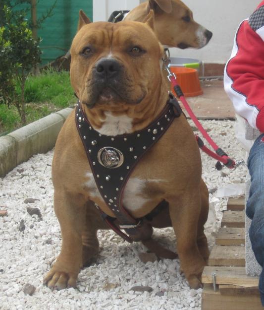 CAMADA DE BULLY