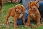 Dogos de Burdeos cachorros con pedigri - mejor precio | unprecio.es