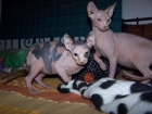 gato sphynx - mejor precio | unprecio.es