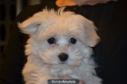 Hembra Bichon Maltes Toy - mejor precio | unprecio.es