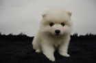 hembras y machos de pomerania en color blanco, muy buena calidad, ver las fotos y elegir, pedimos seriedad - mejor precio | unprecio.es