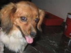 Perrita en adopcó - mejor precio | unprecio.es