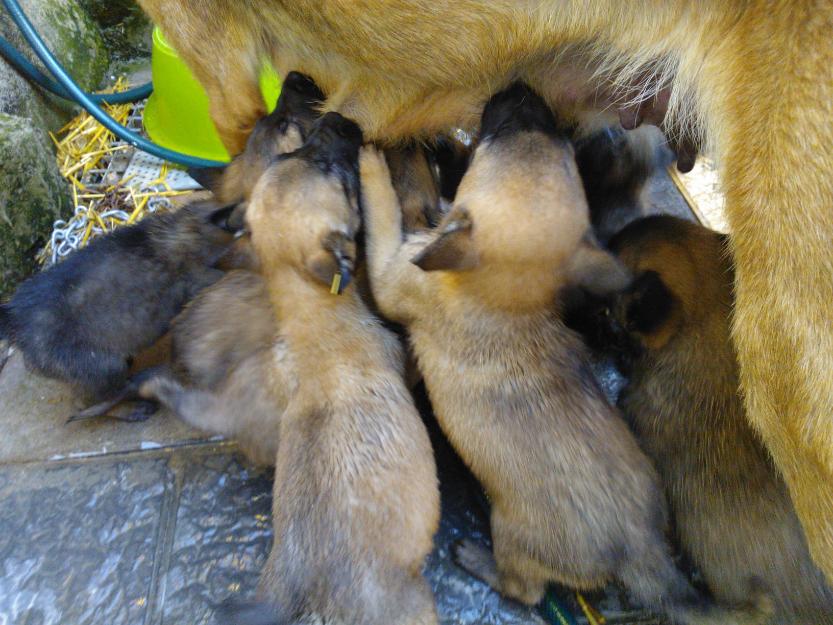 Se venden cachorros pastor belga malinois