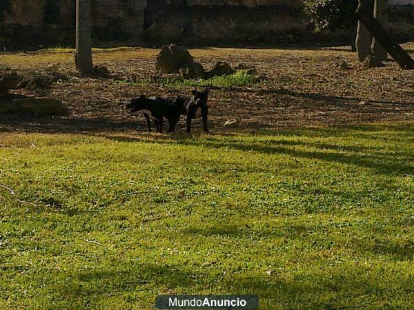 staffordshire bull terrier