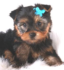 Yorkshire Terrier Cachorro para venta