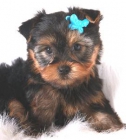 Yorkshire Terrier Cachorro para venta - mejor precio | unprecio.es