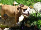 Bella bulldog inglese cucciolo 200 Euros! - mejor precio | unprecio.es