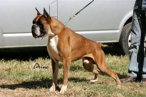 boxer cachorros dorados y atigrados