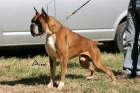 boxer cachorros dorados y atigrados - mejor precio | unprecio.es