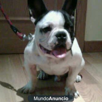 BUSCO NOVIA PARA MI BULLDOG  FRANCES