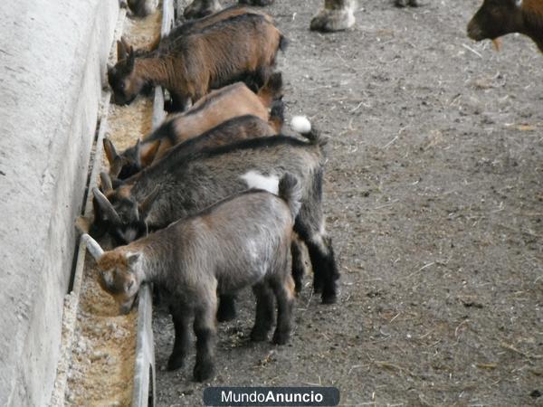 Cabritas enanas de los alpes