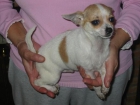Chihuahua macho nto.01.08.09 con pedigree. - mejor precio | unprecio.es