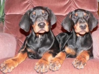 IMPRESIONANTES DOBERMAN - mejor precio | unprecio.es