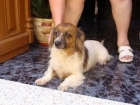 Layka, perrita pequeña de 9 años busca un hogar - mejor precio | unprecio.es