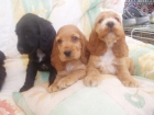 Lindos cachorritos de Cocker Spaniel con pedigree, solo 250 euros cada. - mejor precio | unprecio.es