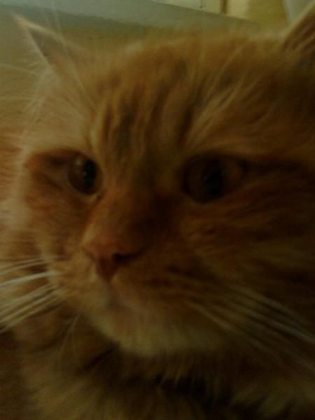 Regalo gato persa de 3 años