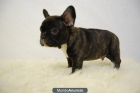 Cachorros de bulldog frances, fawn y negros, fotos reales, mas info en www.doogs.es - mejor precio | unprecio.es