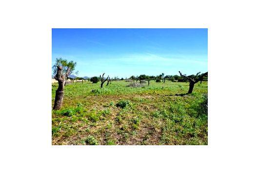 Finca En Venta en Santanyi, Mallorca