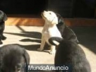 labradores negros y dorados con 40 dias calidad y buen precio INFORMATE - mejor precio | unprecio.es