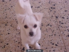 Perrita perdida mezcla de chihuahua - mejor precio | unprecio.es