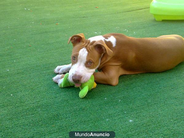 PITBULL RED NOSE PARA MONTAS