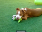 PITBULL RED NOSE PARA MONTAS - mejor precio | unprecio.es