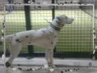 Regalo DALMATA MACHO 10 MESES - mejor precio | unprecio.es