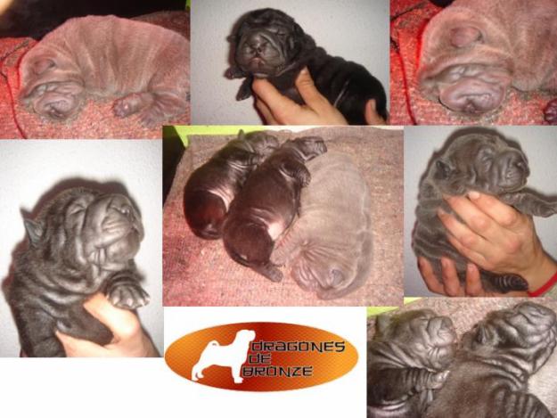 SHAR PEIS AMERICANOS DE LOS DRAGONES DE BRONZE