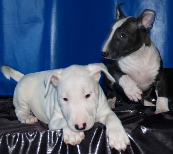 Sorprendente camada de Bullterrier. Barcelona