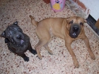 ultimo cachjorrito de sharpei - mejor precio | unprecio.es