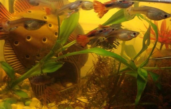 vendo guppys (Valencia - NO envíos)