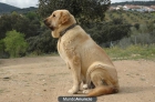 tres cachorros de mastin español - mejor precio | unprecio.es