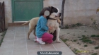 American Staffordshire Terrier - mejor precio | unprecio.es