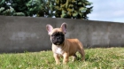 Bulldog frances cachorros en venta, color marron . www.perrosdefamilia.com - mejor precio | unprecio.es